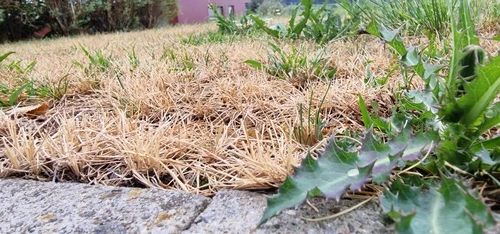 Rasensanierung Winterthur - Impressionen unserer Arbeit